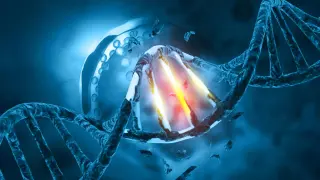 Sucralose byproduct signals DNA damage in cells, but human risk remains unproven