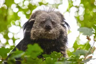 Binturong Profile: The Popcorn-Scented Arboreal Carnivore of Southeast Asia