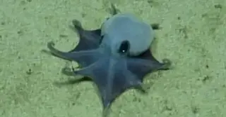 Tiny Blue Galápagos Octopus Earns a New Species Name via 3D CT Scan