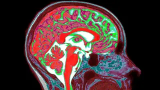 Brain estrogen links to trauma response in both sexes, mouse study suggests