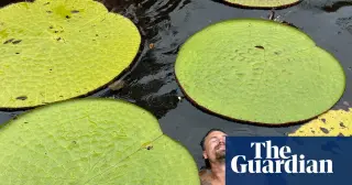 Social media photo leads to discovery of Victoria colombiana, a critically endangered giant waterlily