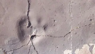 Antarctica's First Mammal Predator Footprint Reshapes Eocene Ecology