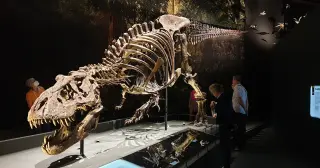 Billions of T. rex roamed Earth, but fossils capture only a tiny slice