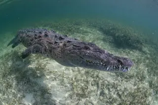 Eight Predators That Rule Florida's Everglades
