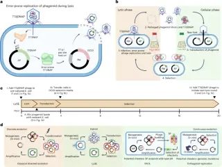 LySE: A tunable phage-bacteria platform for rapid, on-target evolution of large gene clusters