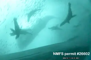 Humpbacks and Sea Lions Form Unlikely Hunting Partners in Monterey Bay