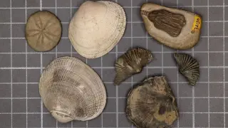 Ancient Ocean Heatwaves Hint at Today’s Warming Danger