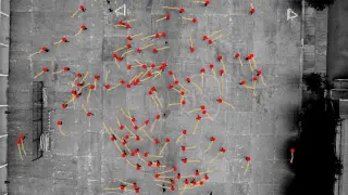 Global study reveals subtle left-turn bias in human movement