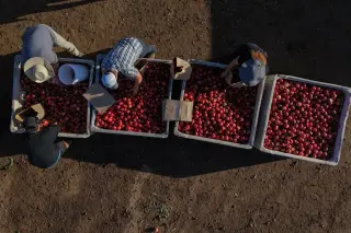 Nectarine Rights Battle: California Grower Fights Packager Over Monalise Variety