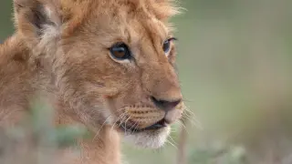 Four-Year Lion Journey: NatGeo's Lion Doc Captures a King's Rise with Drones