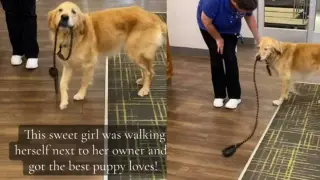 Self-Walking Golden Retriever Delights Guests in Hotel Lobby