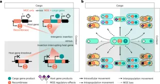 Mobilome drives microbial diversity and function in Arctic thaw soils