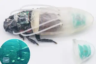 3D-Printed Diving Suits Turn Cockroaches Into Underwater Rescue Drones