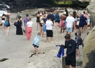 Coastal Commission weighs partial closure of La Jolla Cove amid sea lion incidents