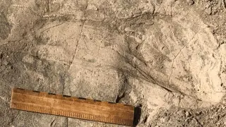 Ancient footprints reveal unexpectedly large Paranthropus boisei group 1.4 million years ago