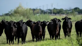 Texas Adds Two More Screwworm Cases, U.S. Total Reaches Nine