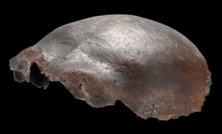 Hahnöfersand Skull Reclassified as Modern Human, Debunking Hybrid Narrative