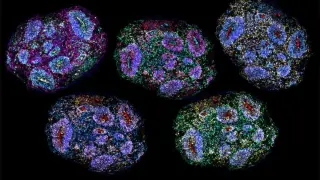 Lab-Grown Brain Organoids Track Time and Retain Developmental Memory