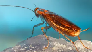 Cockroaches Harbor Thousands of Bacterial DNA Fragments in Their Genomes