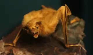 Mexico's Vampire Bats May Drive Cross-Species CWD Spread, Study Finds