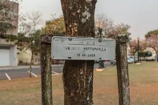 Apollo 14 Moon Seeds Grow into Living Public Monuments