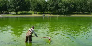 Algae Reappears in Lincoln Memorial Reflecting Pool After $14.8M Makeover
