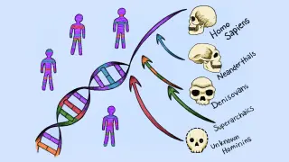 Ancient 'ghost' lineages embedded in every human genome, new study finds