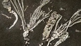Ultra-Rare 450-Million-Year-Old Crinoid Fossil Preserves Soft Tissues
