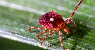 Tick-Borne Antibody Signals Higher Red Meat Allergy Risk Than Expected