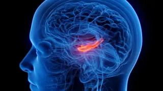 Depression Tied to Shrinkage in a Key Memory Hub in the Brain