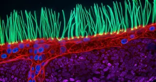 Nikon Suspends Microscopy Prize Amid AI Controversy