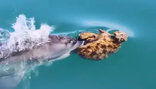 Dolphins’ sponge tools reveal culture-driven hunting in Shark Bay