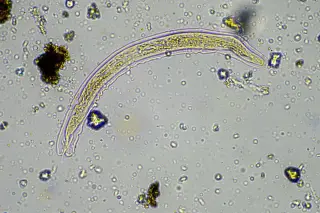 Ancient rotifer revived from 24,000-year freeze and begins reproducing