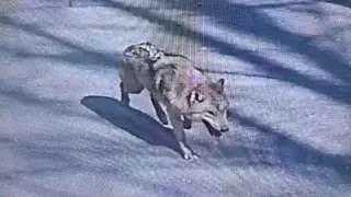Daejeon Wolf Neukgu Reunited With Zoo After Nine-Day Search