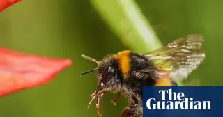 Bees Roll to Reach Reward, Demonstrating Tool Use and Flexible Thinking