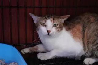 Vietnam authorities detain 12 in major cat theft ring