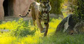 Fatal Yorkshire Tiger Attack Triggers Health Inquiry and Park Closure