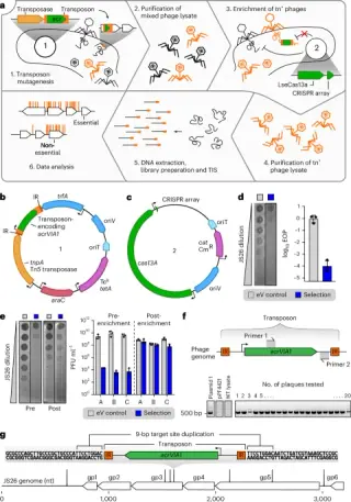 New transposon tool maps essential phage genes and accelerates viral engineering