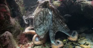 Octopuses Lead Mixed-Species Hunts by Punishing Lagging Fish Partners