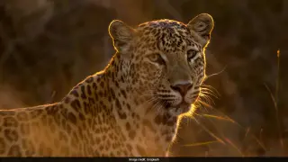 Veteran Dutch Zookeeper Critically Injured After Leopard Attack at Beekse Bergen Safari Park