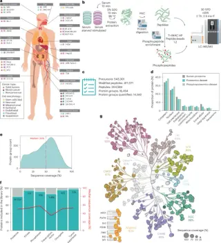 New atlas maps 200,000 human phosphosites to accelerate cancer drug discovery