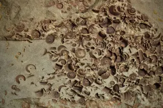 Extinction Bursts, Not a Schedule: Fossil Record Shows Clustered Losses