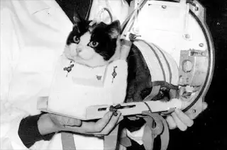 Félicette: The Parisian Stray Who Became the First Cat in Space