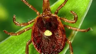 Tick bites can trigger a rare meat allergy: alpha-gal syndrome explained