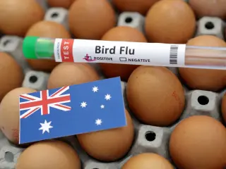 Australia braces for wider H5N1 spread after seabird die-off near Adelaide