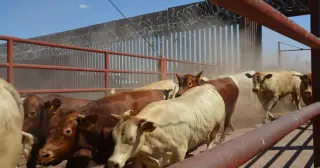 Border reopens to Mexican cattle as screwworm controls take effect