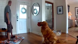 Golden Retriever Turns Break-In into Playtime