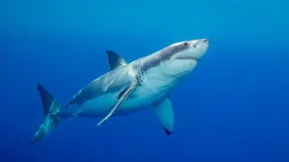 WA orders rare catch-and-kill of protected great white after beach fatality