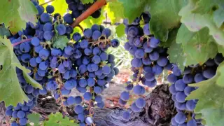 Grapes May Boost Skin’s UV Defense Through Gene Changes