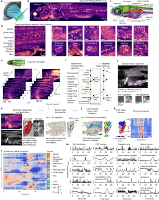 Imaging every cell across the body reveals hidden organ-wide circuits
